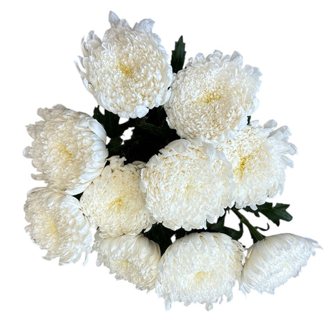 IMPORT  -Chrysanthemum - Bloom - Tutu - white - 10 Stems