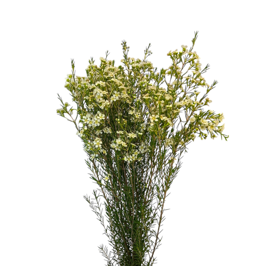 IMPORT - Waxflower White - Ofir x 5 stems