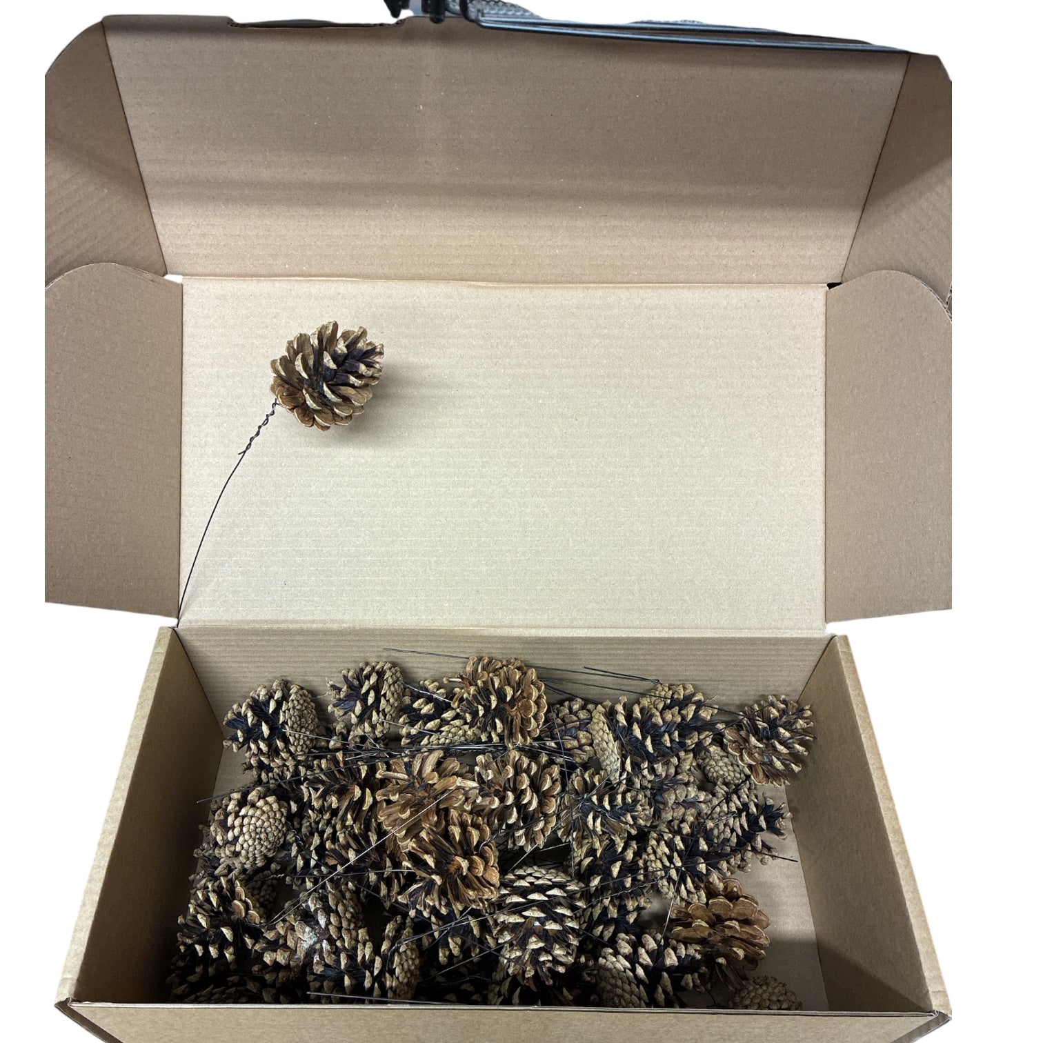 Pine Cones  **LOW CARBON** British - pre wired  x 50