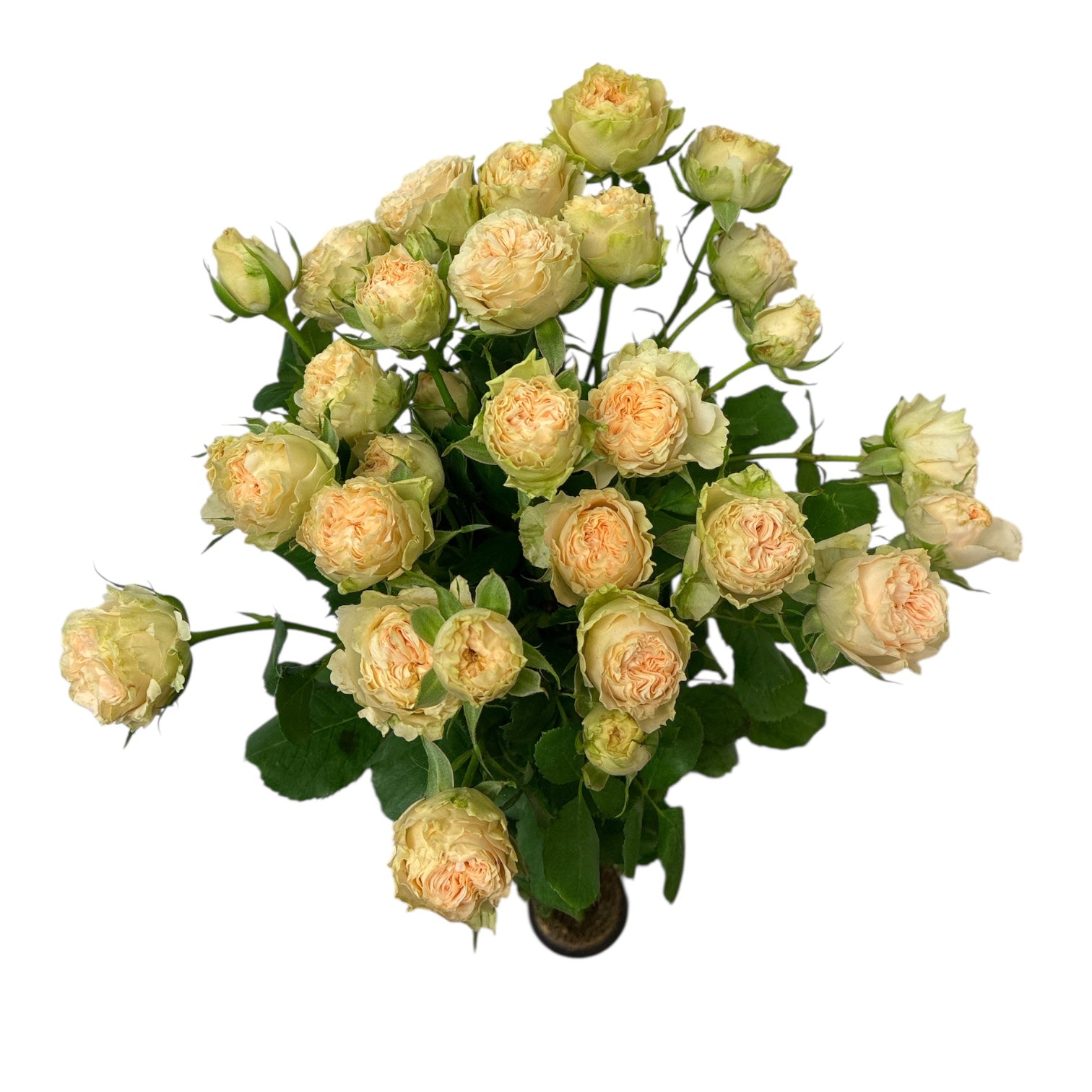IMPORT SPRAY ROSE - Sumerrose  x 5 stems