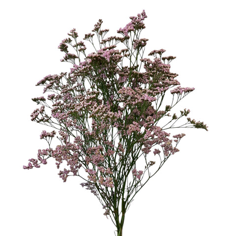 IMPORT(KE) Limonium Safora Oshi Pink  - 5 stems