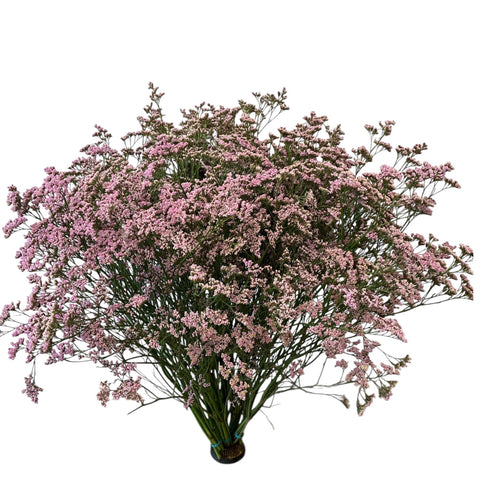 IMPORT(KE) Limonium Safora Oshi Pink  - 25 stems