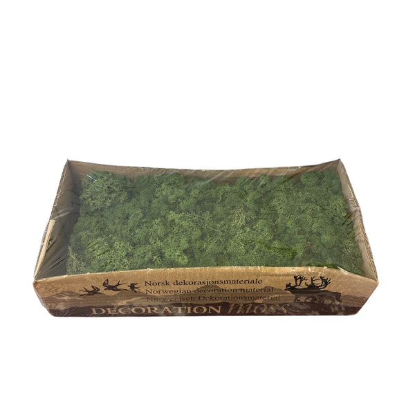 Reindeer Moss - Green