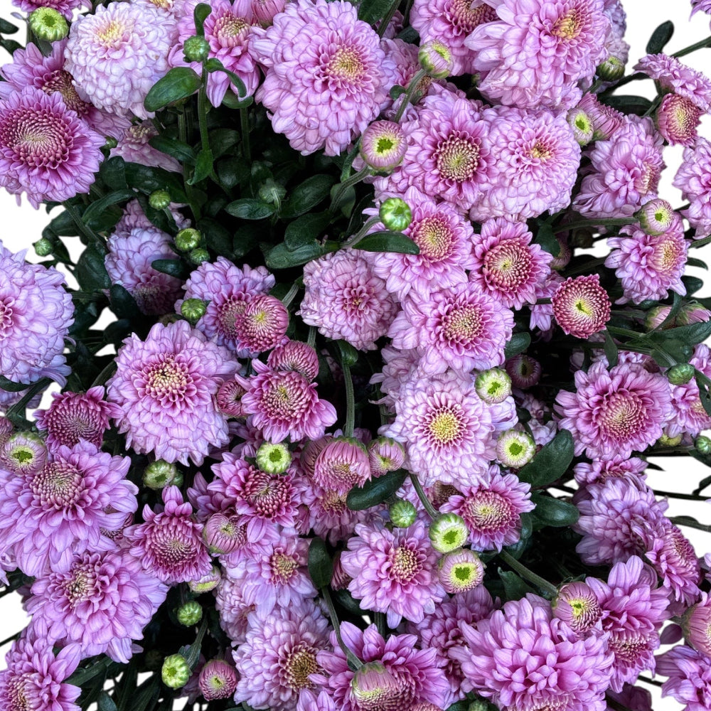 pink chrysanthemum online