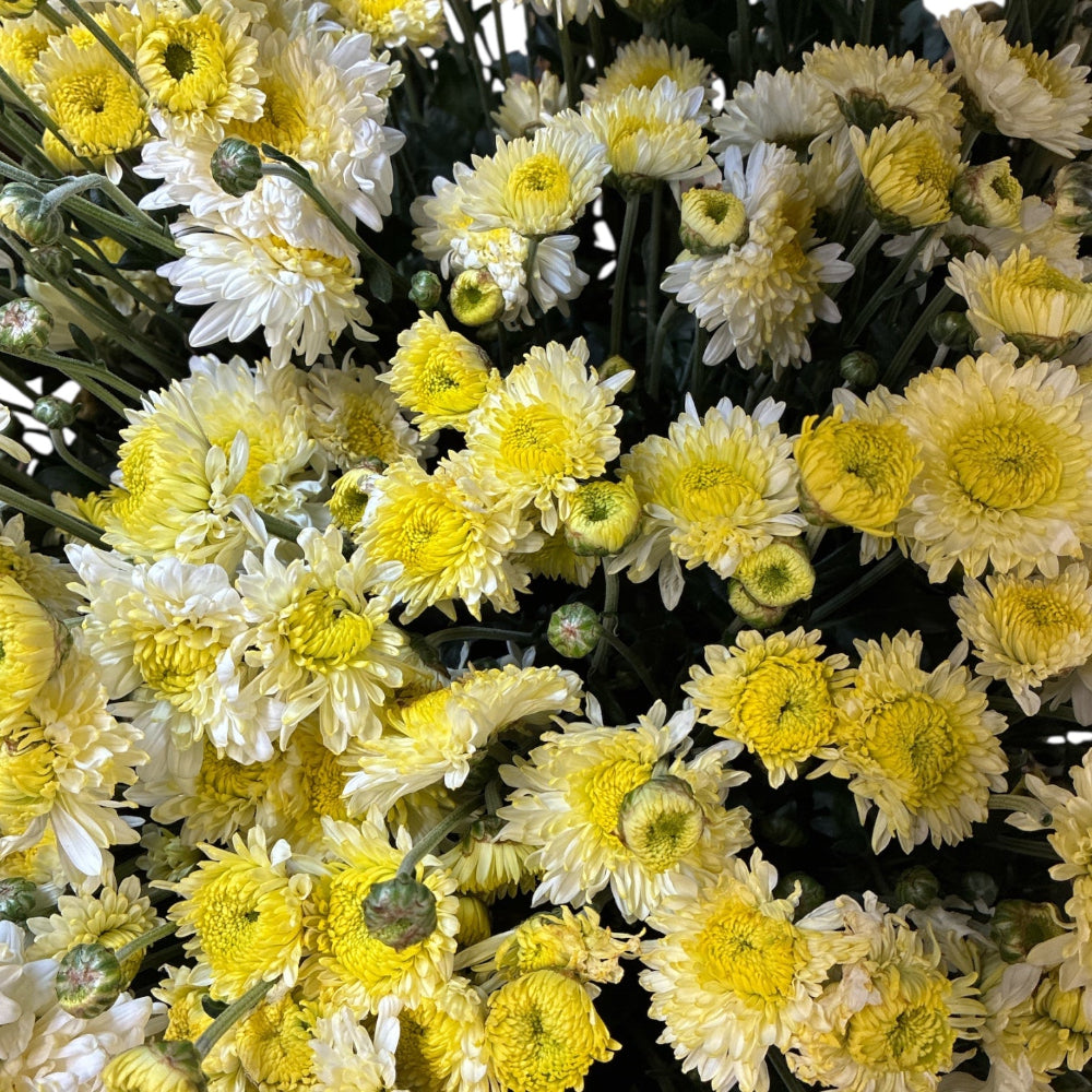 norfolk UK white chrysanthemum