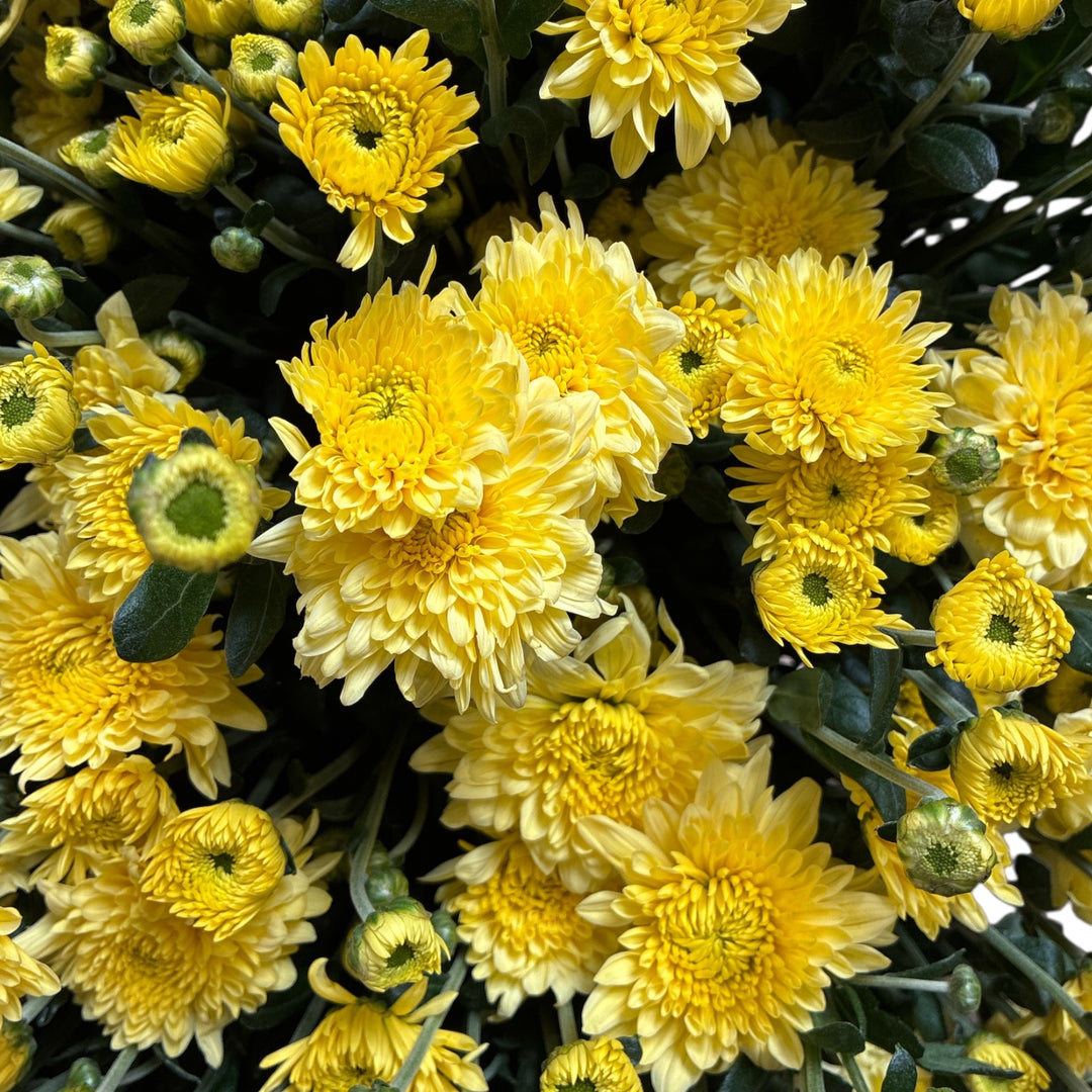 Chrysanthemum Blenda Lemon- 10 stems