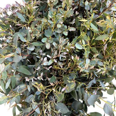 Cornwall Eucalyptus Gunnii - Bunch