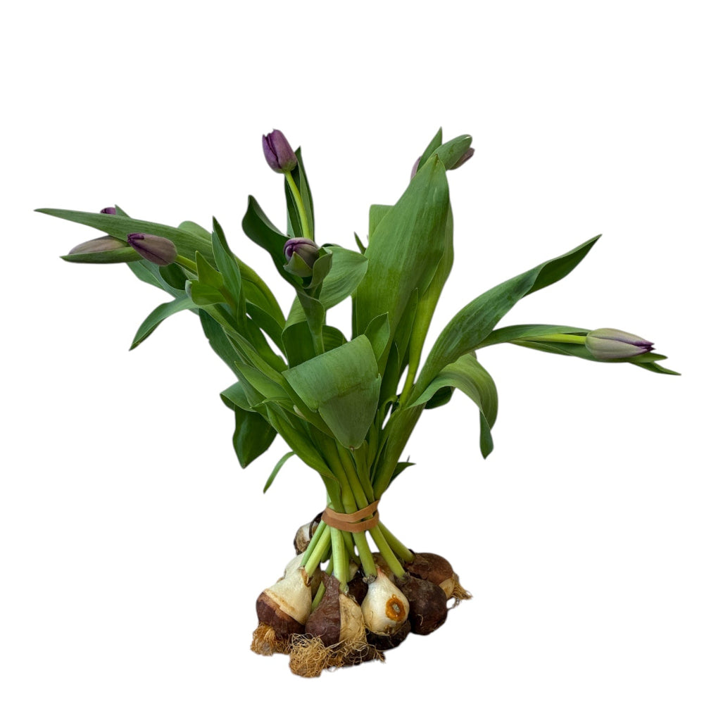 norfolk purple saigon tulip online wholesale
