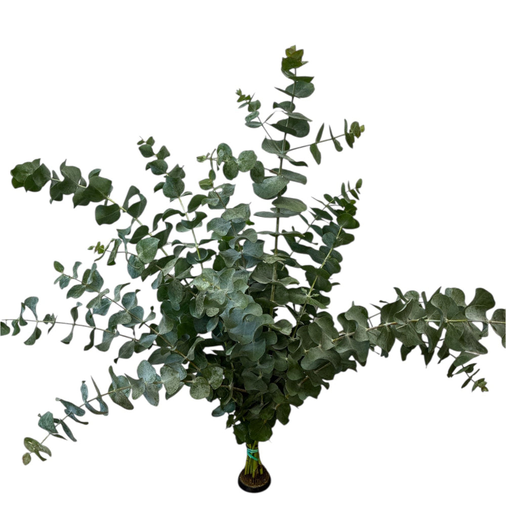 cornwall blue eucalyptus sustainable