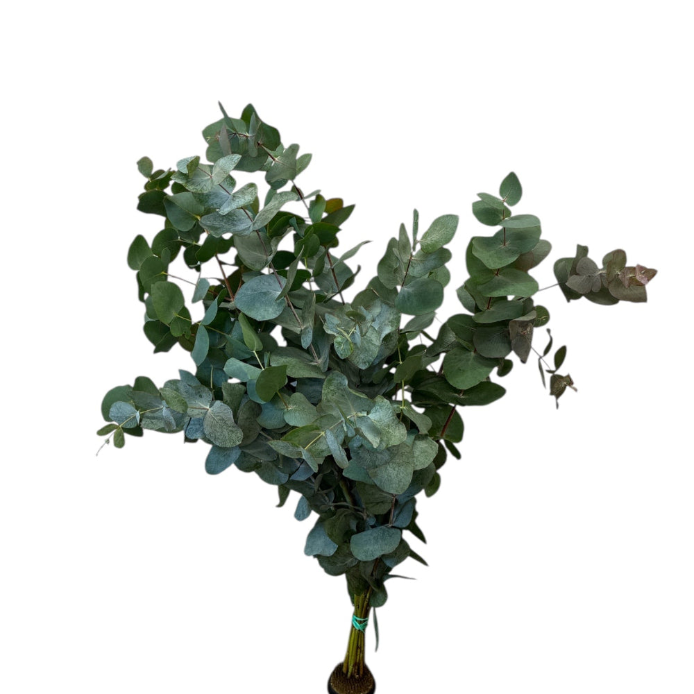 UK sustainable cinerea online wholesale