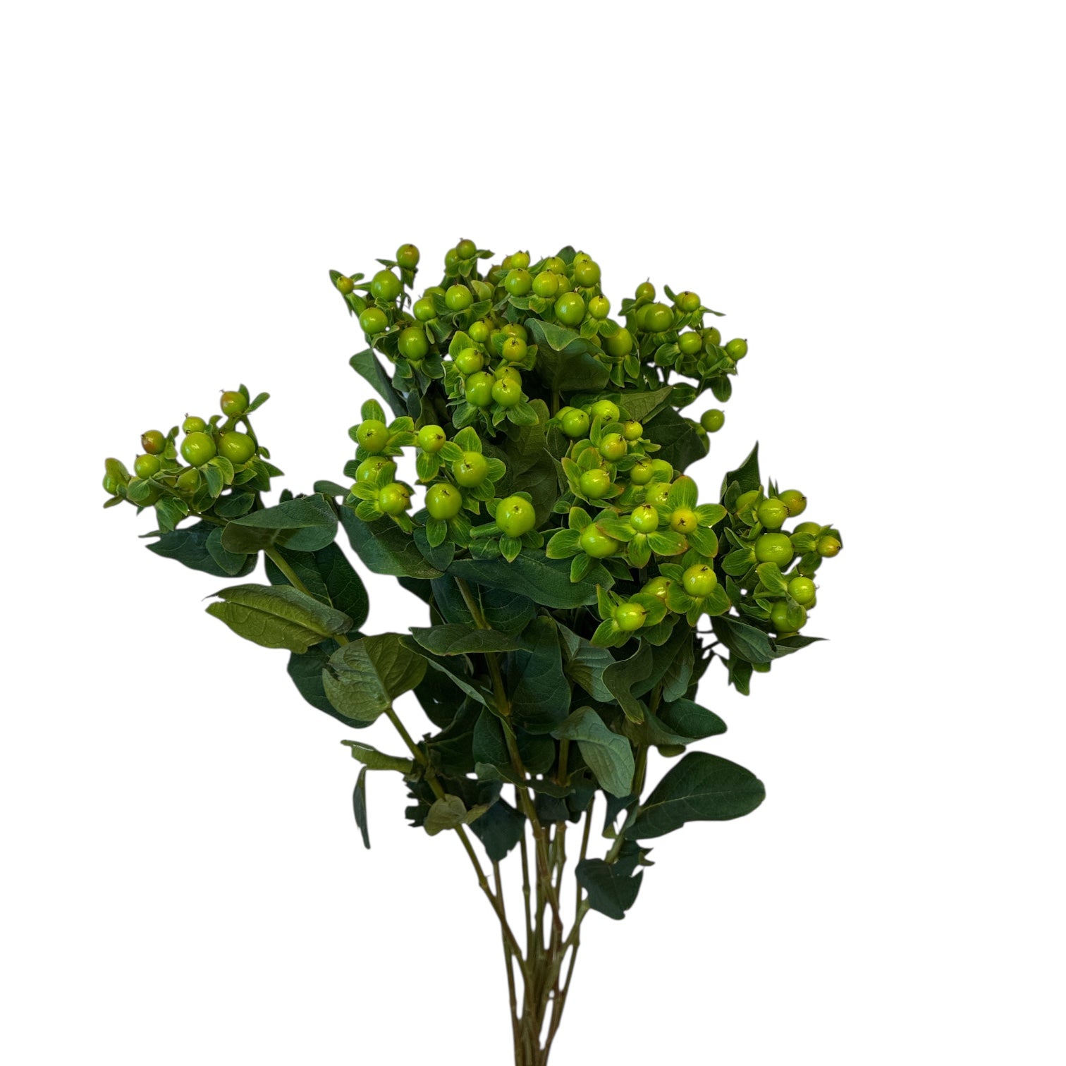 IMPORT Green Hypericum - 10 stems
