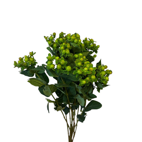 IMPORT Green Hypericum - 10 stems