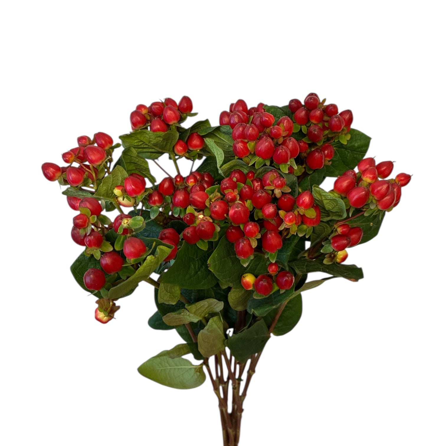 IMPORT Red Hypericum - 10 stems