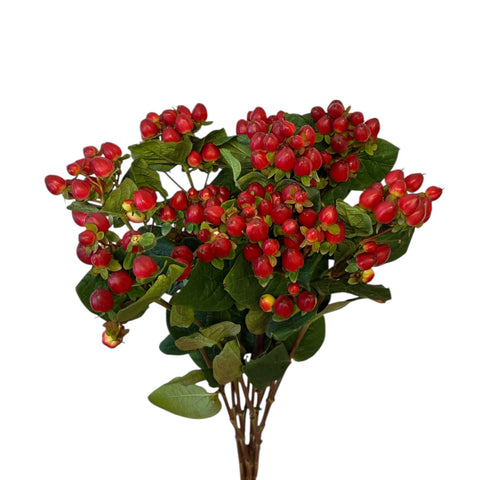 IMPORT Red Hypericum - 10 stems