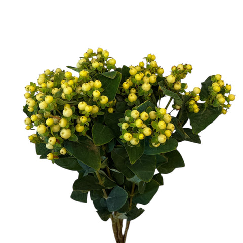 IMPORT Cream Hypericum - 10 stems