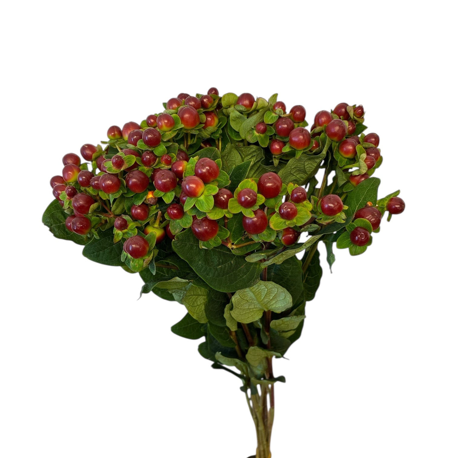 IMPORT Brown Hypericum - 10 stems