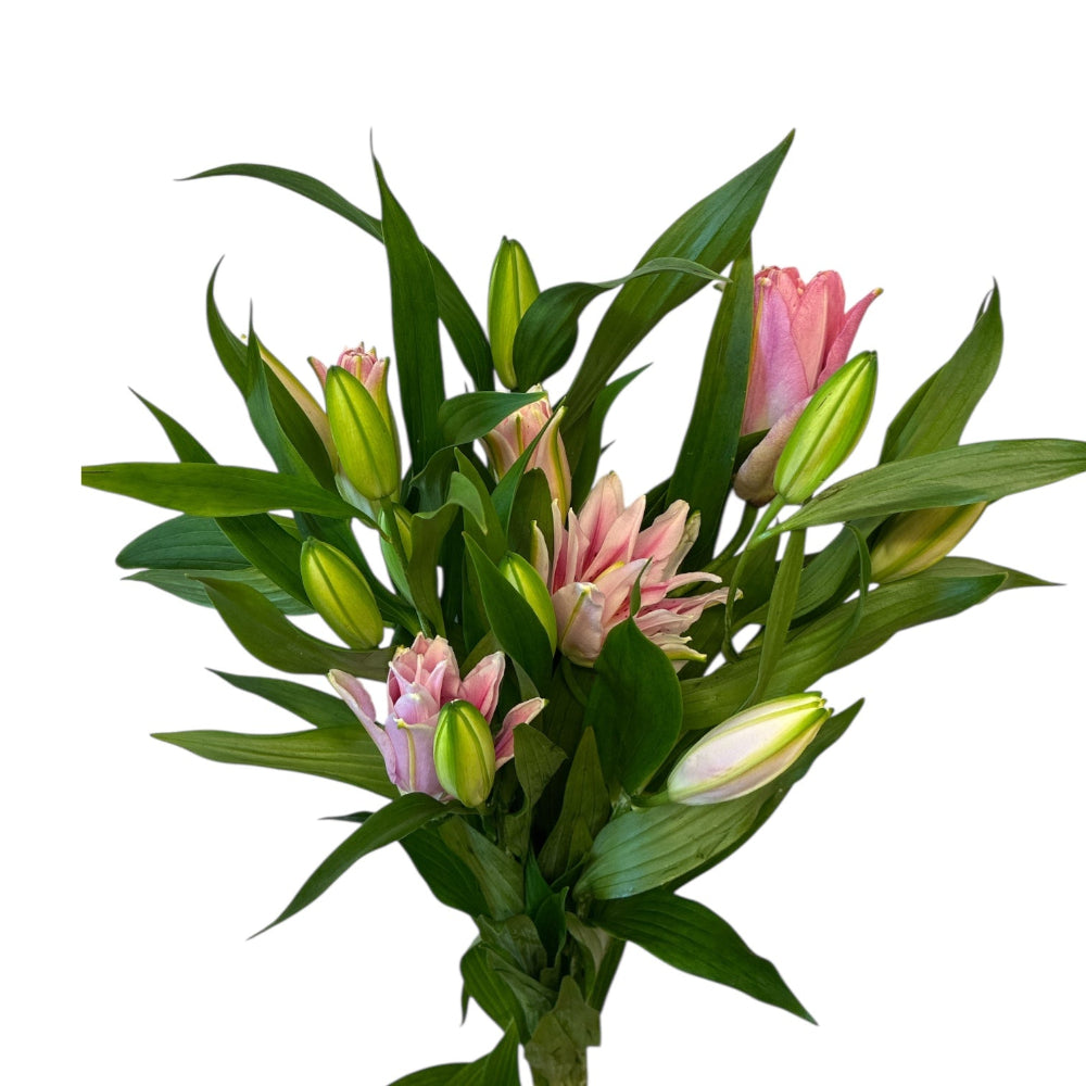uk pink lily pollen free wholesale
