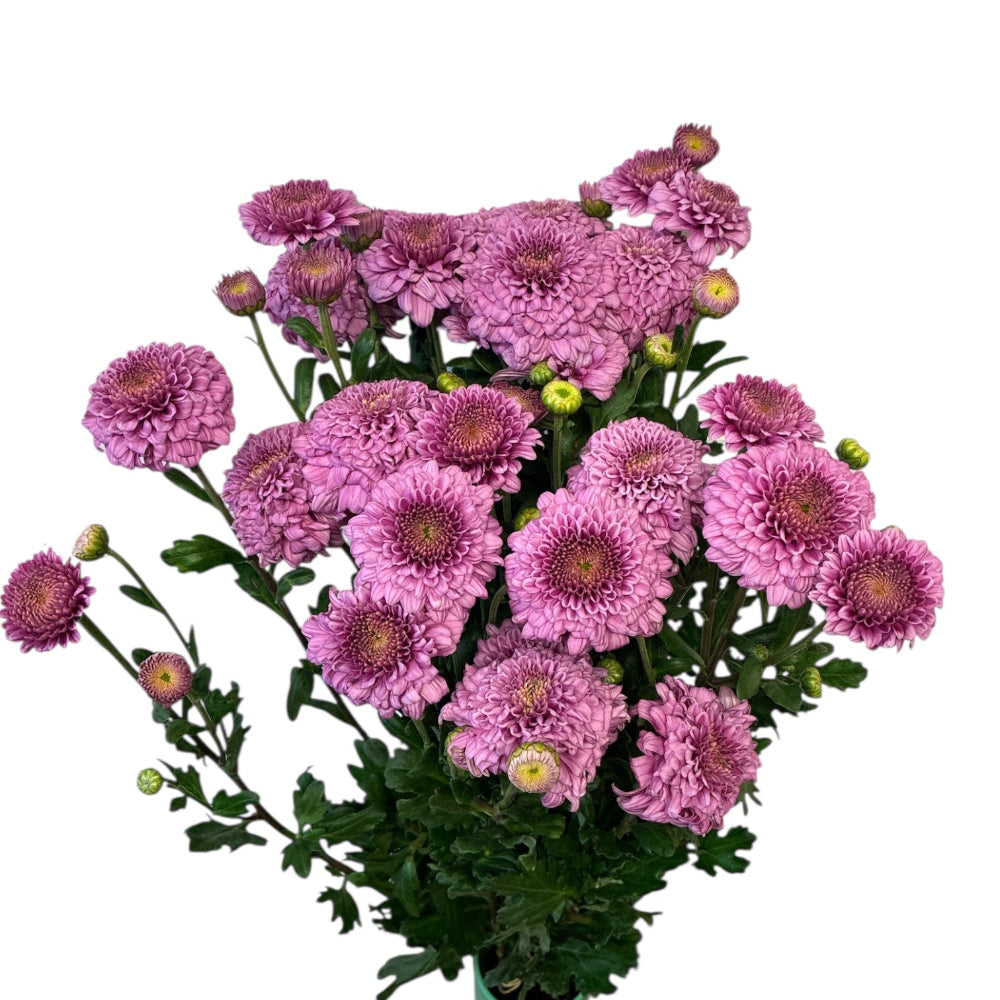 sustainable UK grown pink chrysanthemum