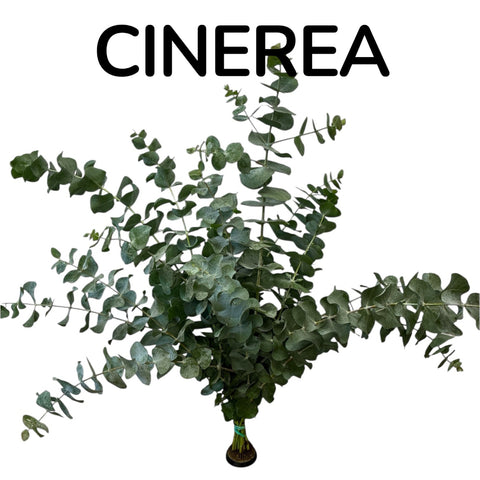 cornish cinerea online UK eucalyptus