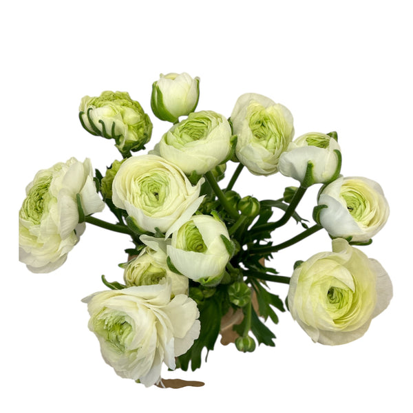 Ranunculus - AUTUMN 45cm x 10 stems  - WHITE