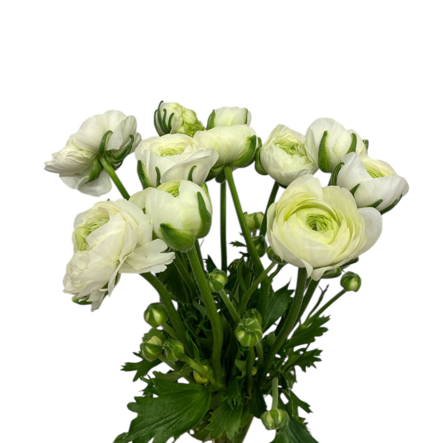 Ranunculus - AUTUMN 45cm x 10 stems  - WHITE