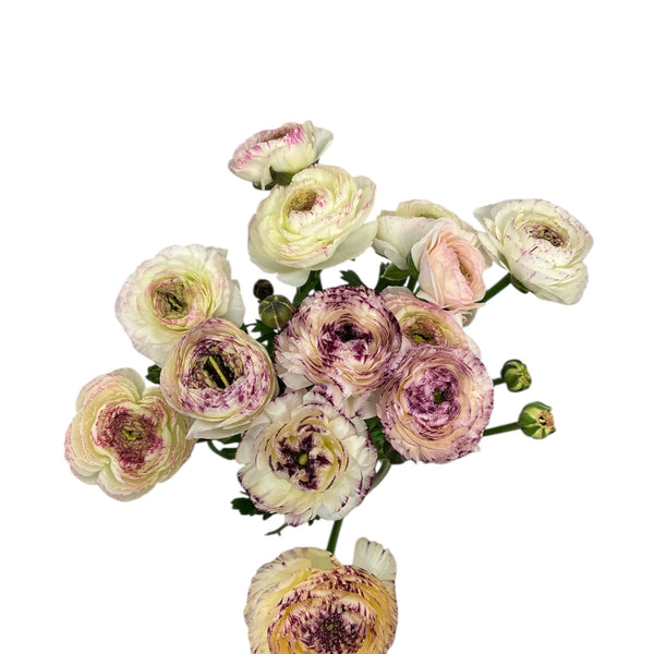 Ranunculus AUTUMN 30cm x 10 stems PICOTEE