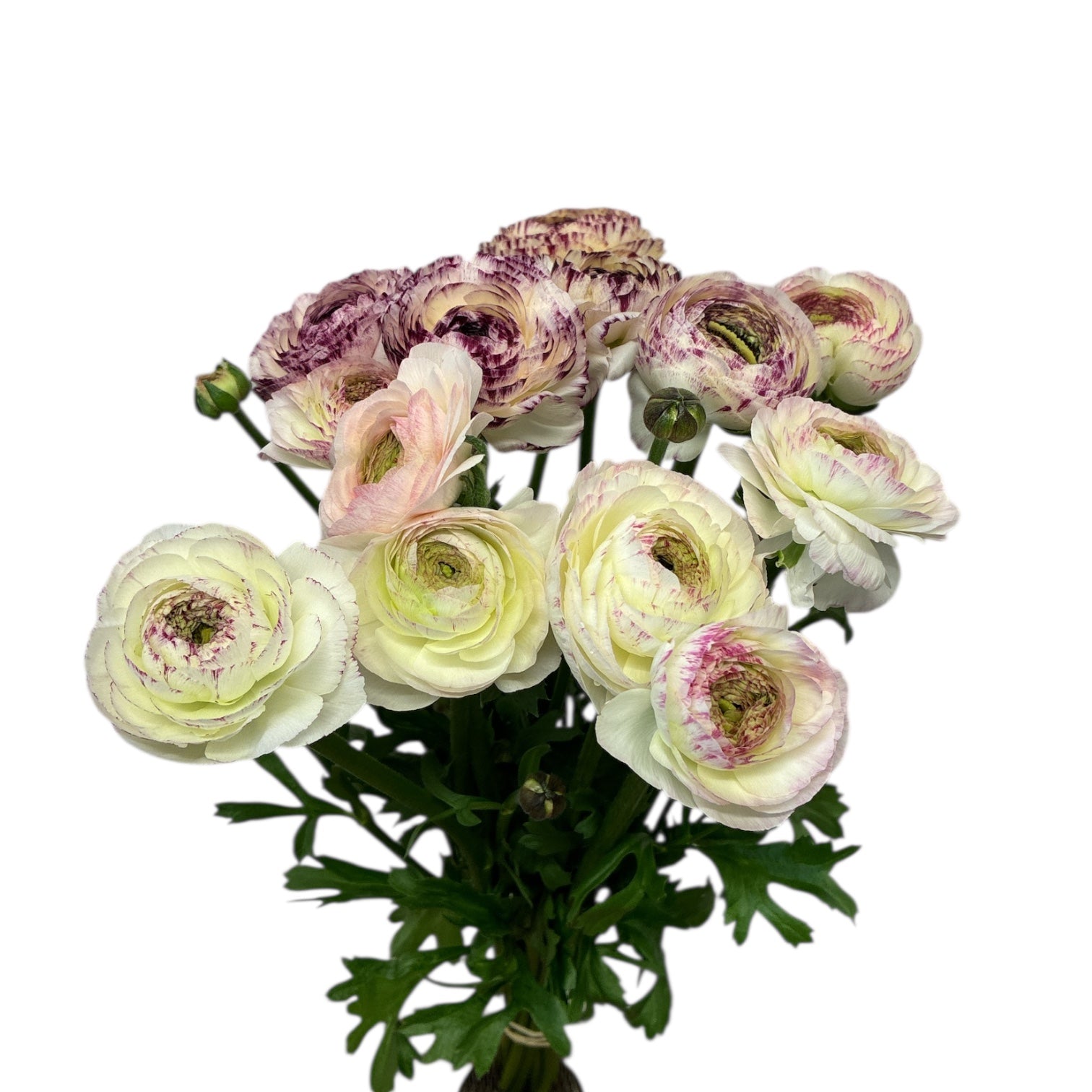 Ranunculus AUTUMN 30cm x 10 stems PICOTEE