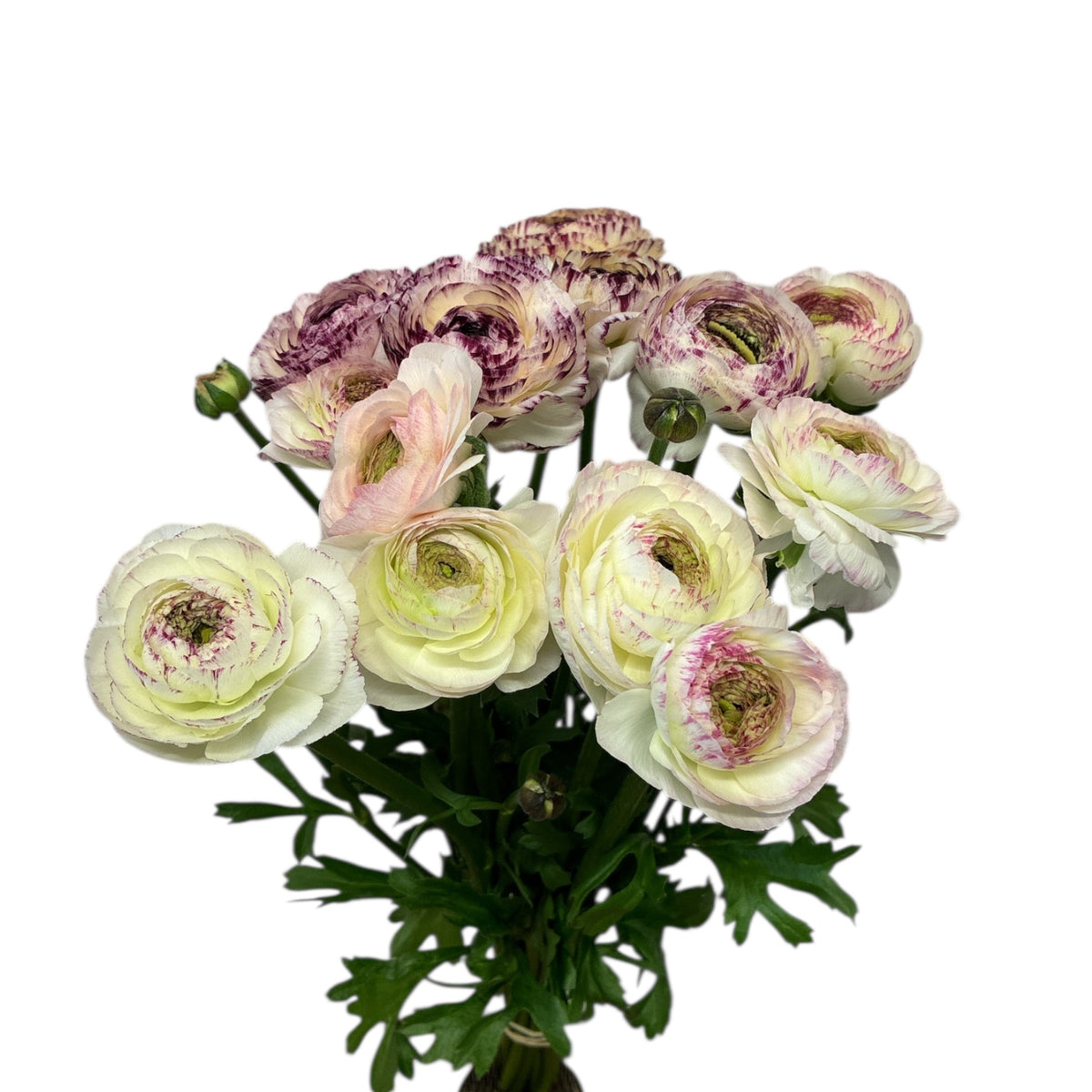 Ranunculus - AUTUMN 45cm x 10 stems - PICOTEE – British Flowers direct ...