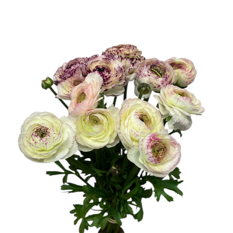 Ranunculus AUTUMN - Bunch of 10 stems PICOTEE
