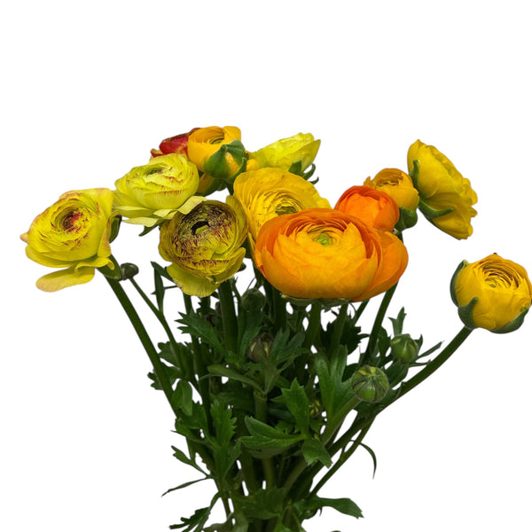Ranunculus - AUTUMN 45cm x 10 stems - YELLOW GOLD tones