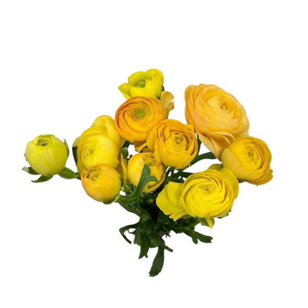 Ranunculus - AUTUMN 45cm x 10 stems - YELLOW GOLD tones