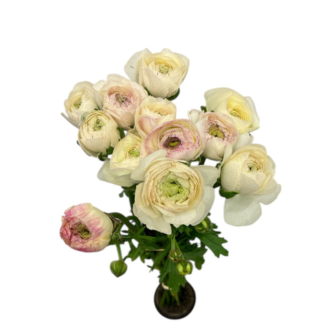 Ranunculus AUTUMN 30cm - Bunch of 10 stems WHITE - with a slight hint of pink