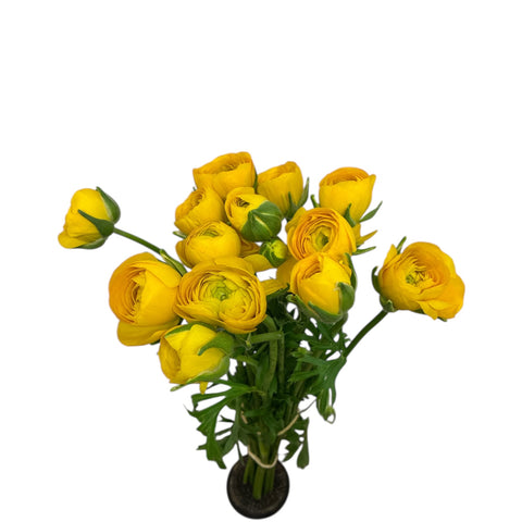 Ranunulus - AUTUMN 30cm  x 10 stems  YELLOW