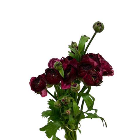 Ranunculus AUTUMN - Bunch of 10 stems PLUM