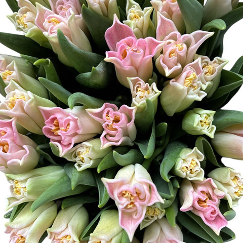 uk grown southern hemisphere pink lily tulip