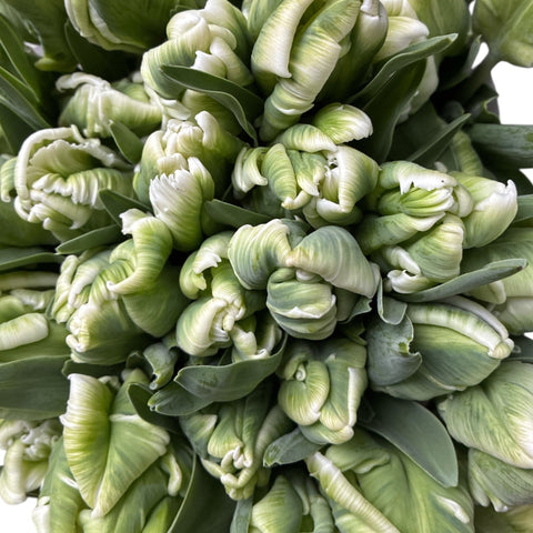 white sustainable tulip online UK