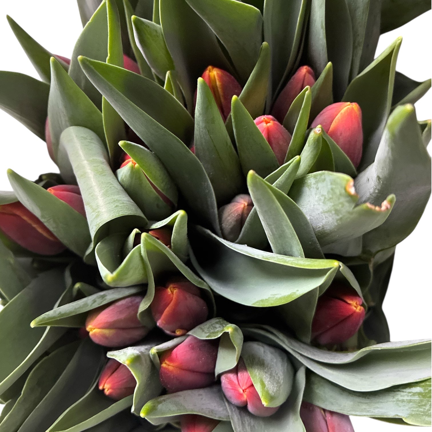 Tulips - Denmark - Bundle of 40 stems - Southern Hemisphere