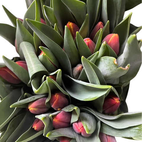 Tulips - Denmark - Bundle of 40 stems - Southern Hemisphere