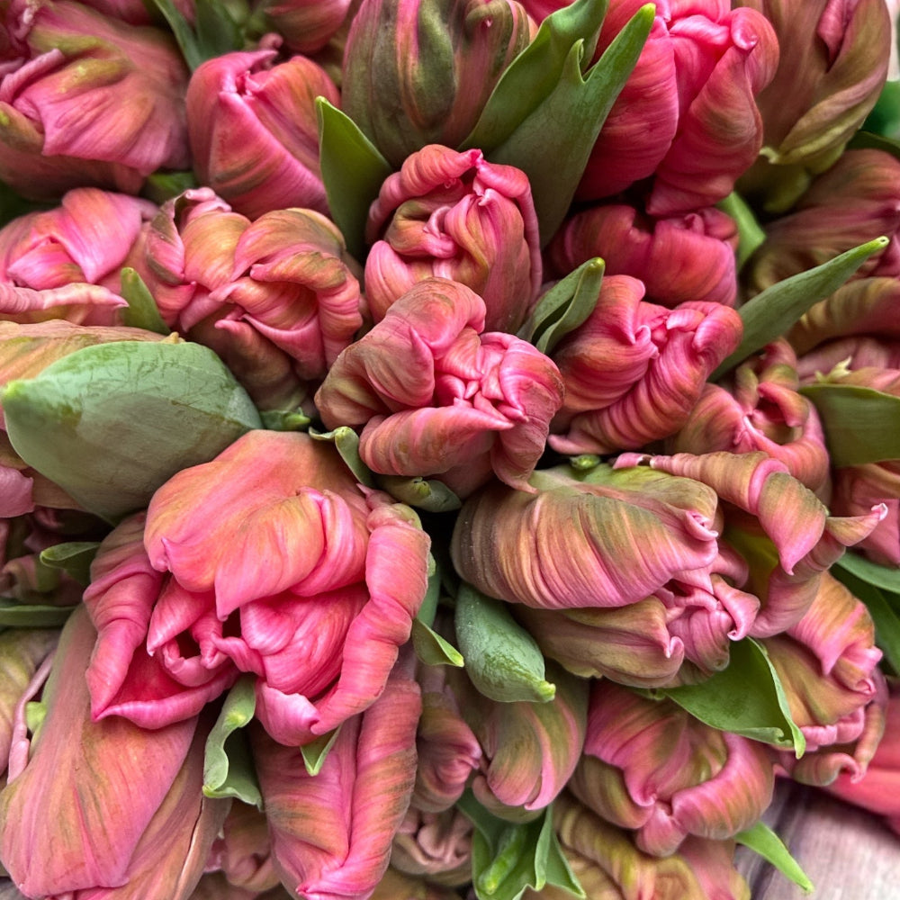 UK pink parrot tulip bundle sustainable