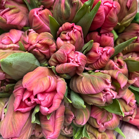 UK pink parrot tulip bundle sustainable