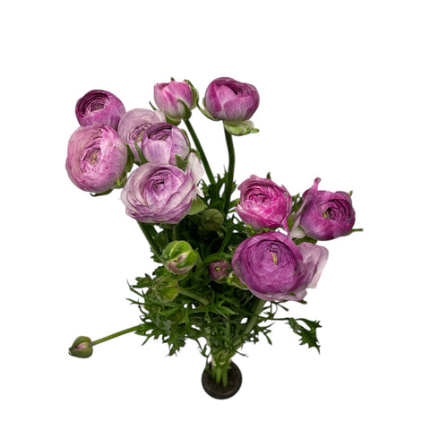 Ranunculus AUTUMN - Bunch of 10 stems PURPLE JEAN