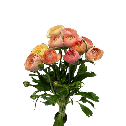 Ranunculus AUTUMN - Bunch of 10 stems SALMON/PEACH