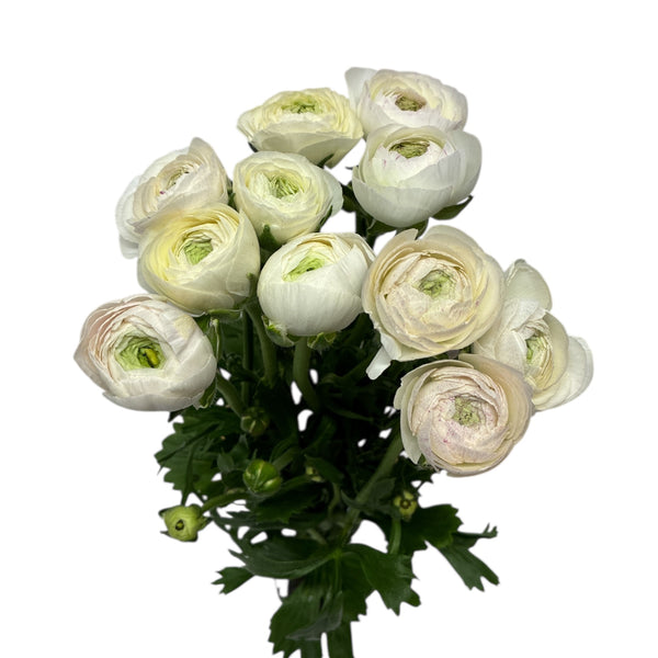 Ranunculus - AUTUMN 45cm x 10 stems - CHARMELLOW (Blush Pink)