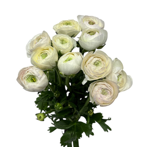 Ranunculus AUTUMN - Bunch of 10 stems BLUSH PINK