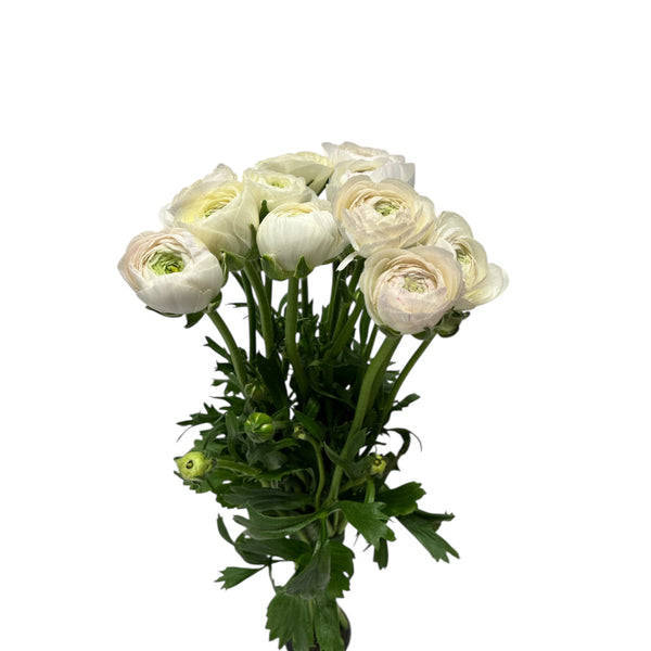 Ranunculus - AUTUMN 45cm x 10 stems - CHARMELLOW (Blush Pink)