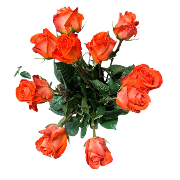 IMPORT ROSE Large Headed Orange Alive 50cm x 10 stems
