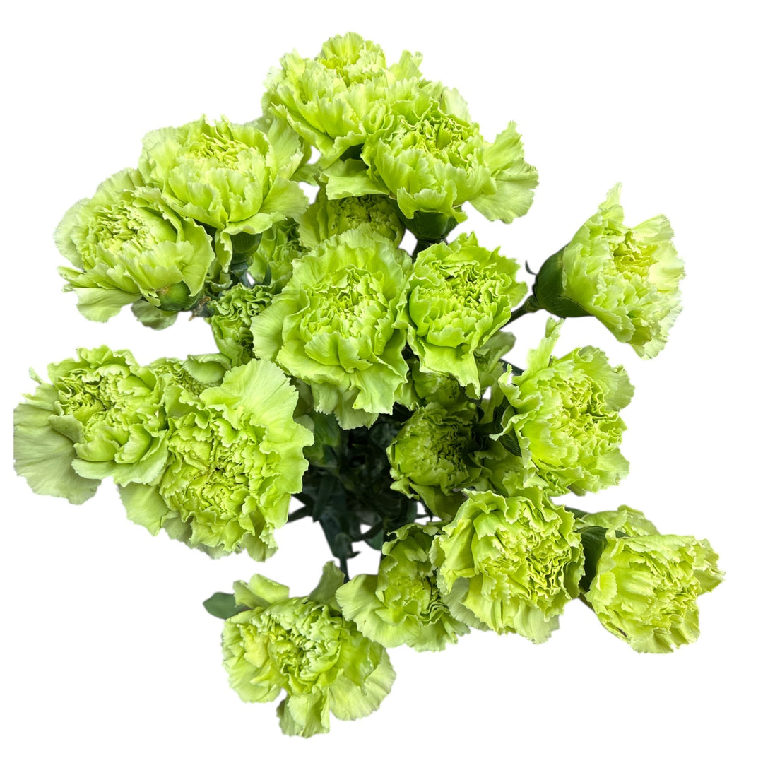IMPORT - Fancy Bloom Carnation - Green x 10 stems