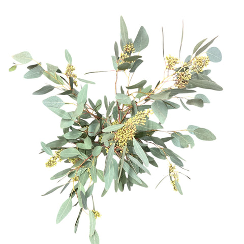 IMPORT - Eucalyptus flowering Populus 200gm