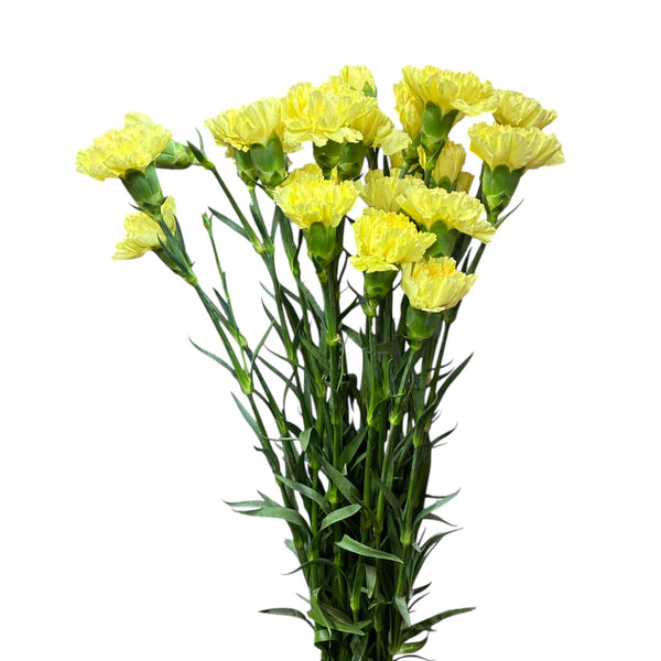 IMPORT - Bloom Carnation - Yellow Hermes x 10 stems