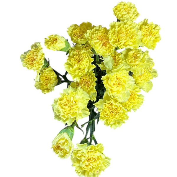 IMPORT - Bloom Carnation - Yellow Hermes x 10 stems